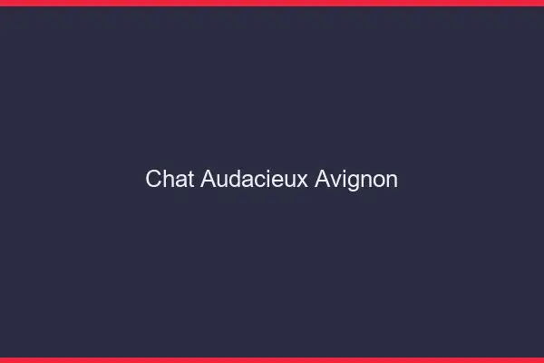 Chat Audacieux Avignon