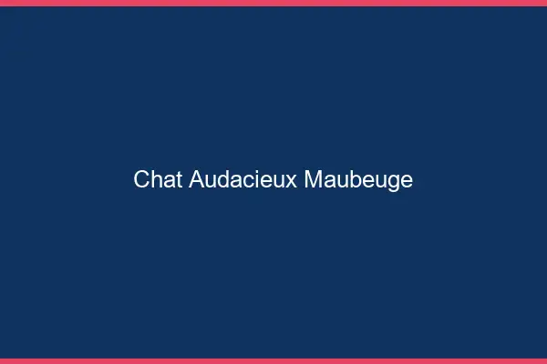 Chat Audacieux Maubeuge