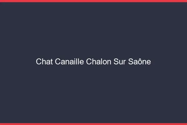 Chat Canaille Chalon-sur-Saône
