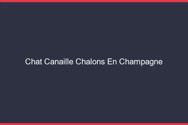 Chat Canaille Châlons-en-Champagne
