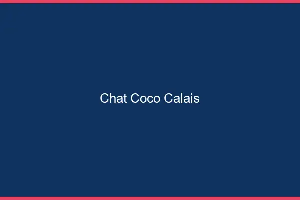 Chat Coco Calais